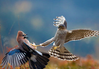 الصورة الفائزة بالمركز الأول في قائمة صور الطيور لبال هرمانسن
